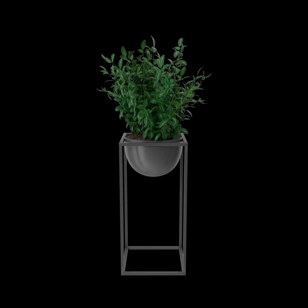 House Showpiece Plant — image 1 of 2
